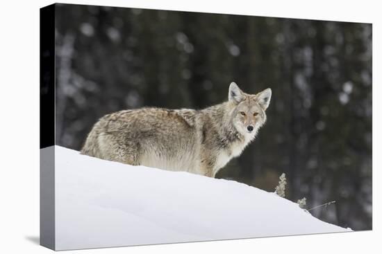 Coyote in Winter-Ken Archer-Stretched Canvas