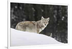 Coyote in Winter-Ken Archer-Framed Photographic Print