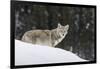 Coyote in Winter-Ken Archer-Framed Photographic Print