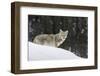 Coyote in Winter-Ken Archer-Framed Photographic Print