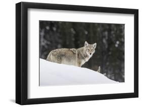 Coyote in Winter-Ken Archer-Framed Photographic Print