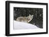 Coyote in Winter-Ken Archer-Framed Photographic Print