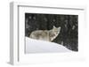 Coyote in Winter-Ken Archer-Framed Photographic Print