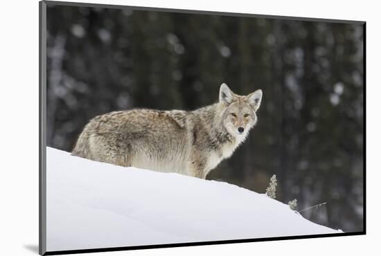 Coyote in Winter-Ken Archer-Mounted Photographic Print