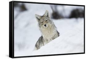 Coyote in winter-Ken Archer-Framed Stretched Canvas