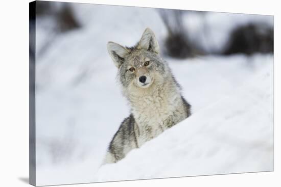 Coyote in winter-Ken Archer-Stretched Canvas