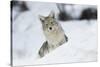 Coyote in winter-Ken Archer-Stretched Canvas