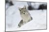 Coyote in winter-Ken Archer-Mounted Photographic Print