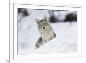 Coyote in winter-Ken Archer-Framed Photographic Print