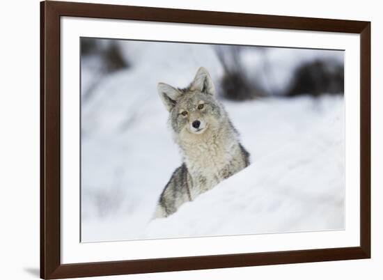 Coyote in winter-Ken Archer-Framed Photographic Print