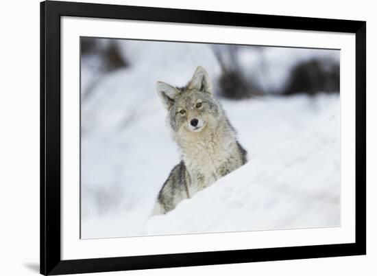 Coyote in winter-Ken Archer-Framed Photographic Print