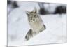Coyote in winter-Ken Archer-Mounted Photographic Print