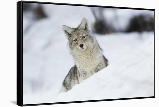 Coyote in winter-Ken Archer-Framed Stretched Canvas