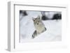 Coyote in winter-Ken Archer-Framed Photographic Print