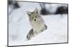Coyote in winter-Ken Archer-Mounted Premium Photographic Print