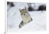 Coyote in winter-Ken Archer-Framed Photographic Print