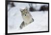 Coyote in winter-Ken Archer-Framed Photographic Print