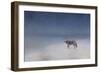 Coyote in Winter-Jai Johnson-Framed Giclee Print