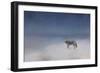 Coyote in Winter-Jai Johnson-Framed Giclee Print