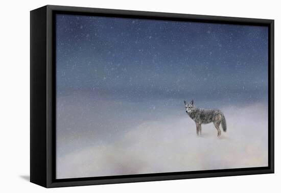 Coyote in Winter-Jai Johnson-Framed Stretched Canvas