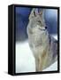 Coyote in Yellowstone National Park, Montana, USA-Chuck Haney-Framed Stretched Canvas