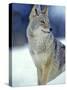 Coyote in Yellowstone National Park, Montana, USA-Chuck Haney-Stretched Canvas