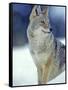 Coyote in Yellowstone National Park, Montana, USA-Chuck Haney-Framed Stretched Canvas