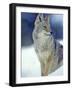 Coyote in Yellowstone National Park, Montana, USA-Chuck Haney-Framed Photographic Print