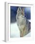 Coyote in Yellowstone National Park, Montana, USA-Chuck Haney-Framed Photographic Print