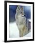 Coyote in Yellowstone National Park, Montana, USA-Chuck Haney-Framed Photographic Print