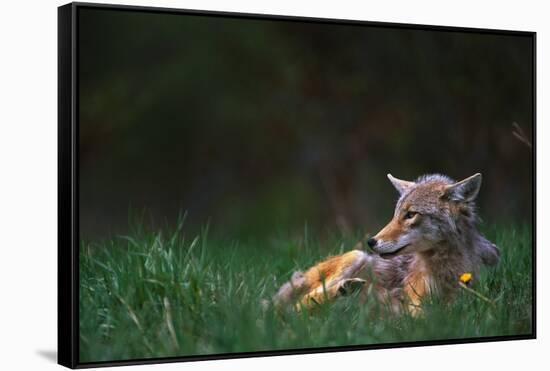 Coyote Lounging in Alpine Meadow-Paul Souders-Framed Stretched Canvas