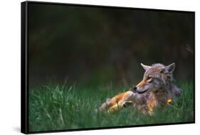 Coyote Lounging in Alpine Meadow-Paul Souders-Framed Stretched Canvas