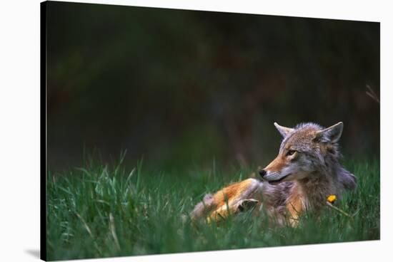Coyote Lounging in Alpine Meadow-Paul Souders-Stretched Canvas