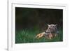 Coyote Lounging in Alpine Meadow-Paul Souders-Framed Photographic Print