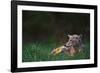 Coyote Lounging in Alpine Meadow-Paul Souders-Framed Photographic Print