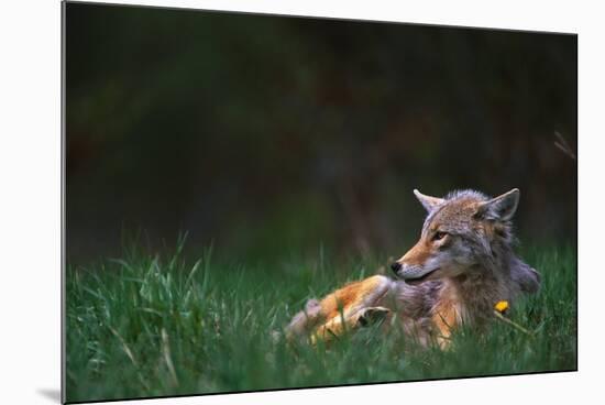 Coyote Lounging in Alpine Meadow-Paul Souders-Mounted Photographic Print