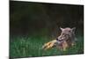 Coyote Lounging in Alpine Meadow-Paul Souders-Mounted Photographic Print