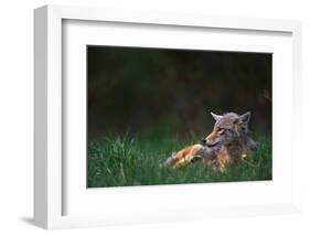 Coyote Lounging in Alpine Meadow-Paul Souders-Framed Photographic Print