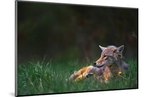 Coyote Lounging in Alpine Meadow-Paul Souders-Mounted Photographic Print