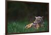 Coyote Lounging in Alpine Meadow-Paul Souders-Framed Photographic Print