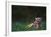 Coyote Lounging in Alpine Meadow-Paul Souders-Framed Photographic Print