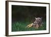 Coyote Lounging in Alpine Meadow-Paul Souders-Framed Photographic Print