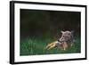 Coyote Lounging in Alpine Meadow-Paul Souders-Framed Photographic Print