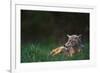 Coyote Lounging in Alpine Meadow-Paul Souders-Framed Photographic Print