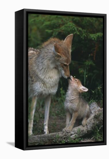 Coyote Mother and Pup-DLILLC-Framed Stretched Canvas