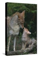 Coyote Mother and Pup-DLILLC-Stretched Canvas