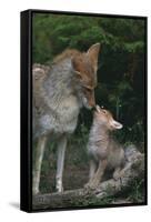 Coyote Mother and Pup-DLILLC-Framed Stretched Canvas