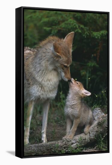 Coyote Mother and Pup-DLILLC-Framed Stretched Canvas