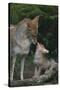 Coyote Mother and Pup-DLILLC-Stretched Canvas