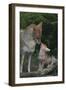 Coyote Mother and Pup-DLILLC-Framed Premium Photographic Print